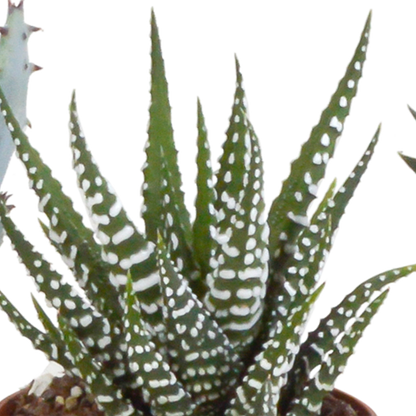 Set van 5 Gasteria/Haworthia mix (Ø5,5 cm, zonder pot) – compacte en sterke kamerplanten in diverse vormen en kleuren