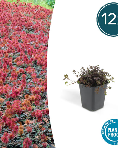 Acaena microphylla 'Kupferteppich' – Prachtige bodembedekker