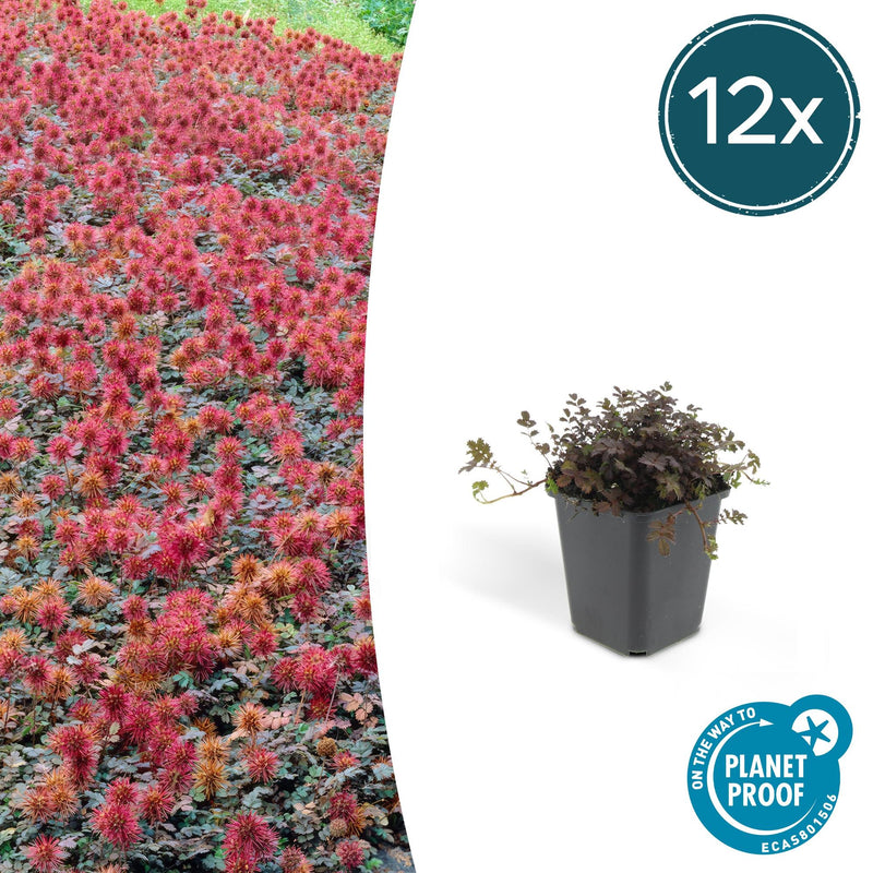 Acaena microphylla 'Kupferteppich' – Prachtige bodembedekker