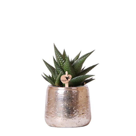 Succulent Haworthia Limifolia in glanzende zilveren pot, pot 9cm, sterke groene kamerplant.