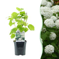 Pluim Hortensia - Hydrangea arborescens Annabelle 