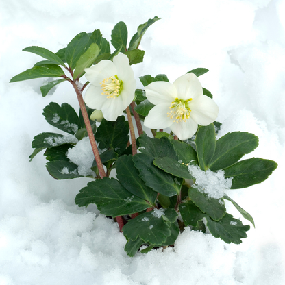 Helleborus niger ‘Christmas Carol’ – set van 48 winterbloeiende kerstrozen met witte bloemen, winterhard en onderhoudsarm, verkrijgbaar bij Plant To Day.