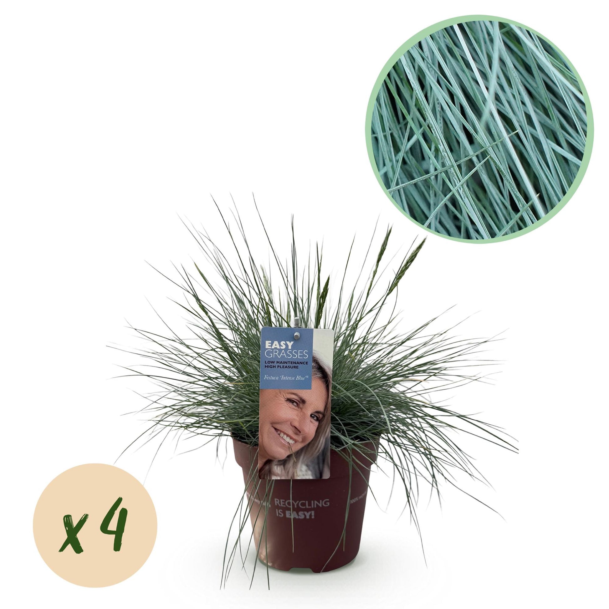 Festuca glauca Intense Blue – blauw siergras in pot. planttoday  Intratuin