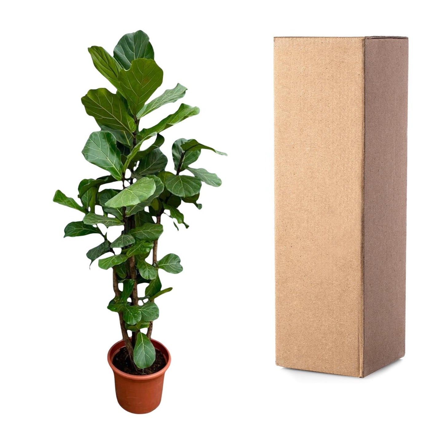 De Ficus Lyrata, ook wel bekend als de Vioolbladplant, is een populaire kamerplant die dankzij zijn grote, glanzende bladeren een echte blikvanger is in elk interieur. Het opvallende blad, dat lijkt op de vorm van een viool, maakt deze plant uniek en aantrekkelijk voor iedere interieur.