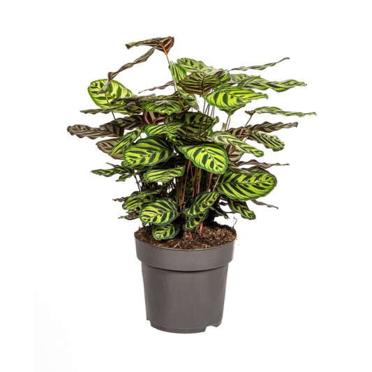 Calathea Makoyana kopen, Pauwenplant, kamerplant, tropische plant, grote kamerplant, PlantToday, makkelijk te verzorgen plant