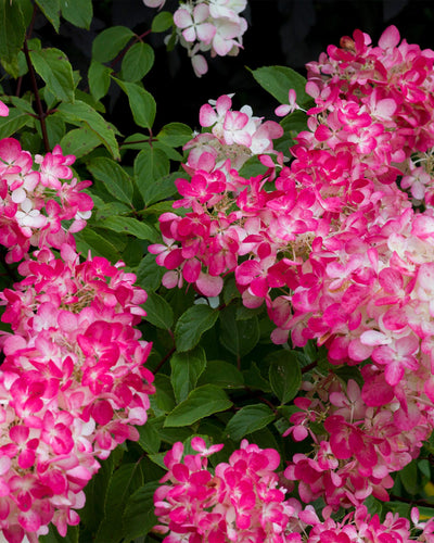 Hydrangea panniculata Pink Diamond