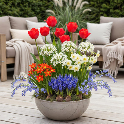 Bloembollen mix uit Holland in cadeauverpakking – kleurrijke bloemen voor tuin, balkon en terras – 125 stuks