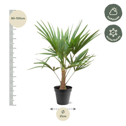 Trachycarpus Fortunei - ca.90-100cm - Ø21  Palm winterhard