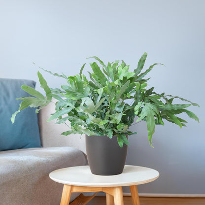 Phlebodium Blue Star  - Kamerplant