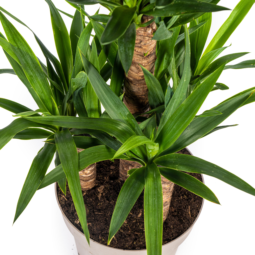 Yucca Elephantipes – kamerplant met stevige stelen en lange donkergroene zwaardvormige bladeren – hoogte 90–110cm