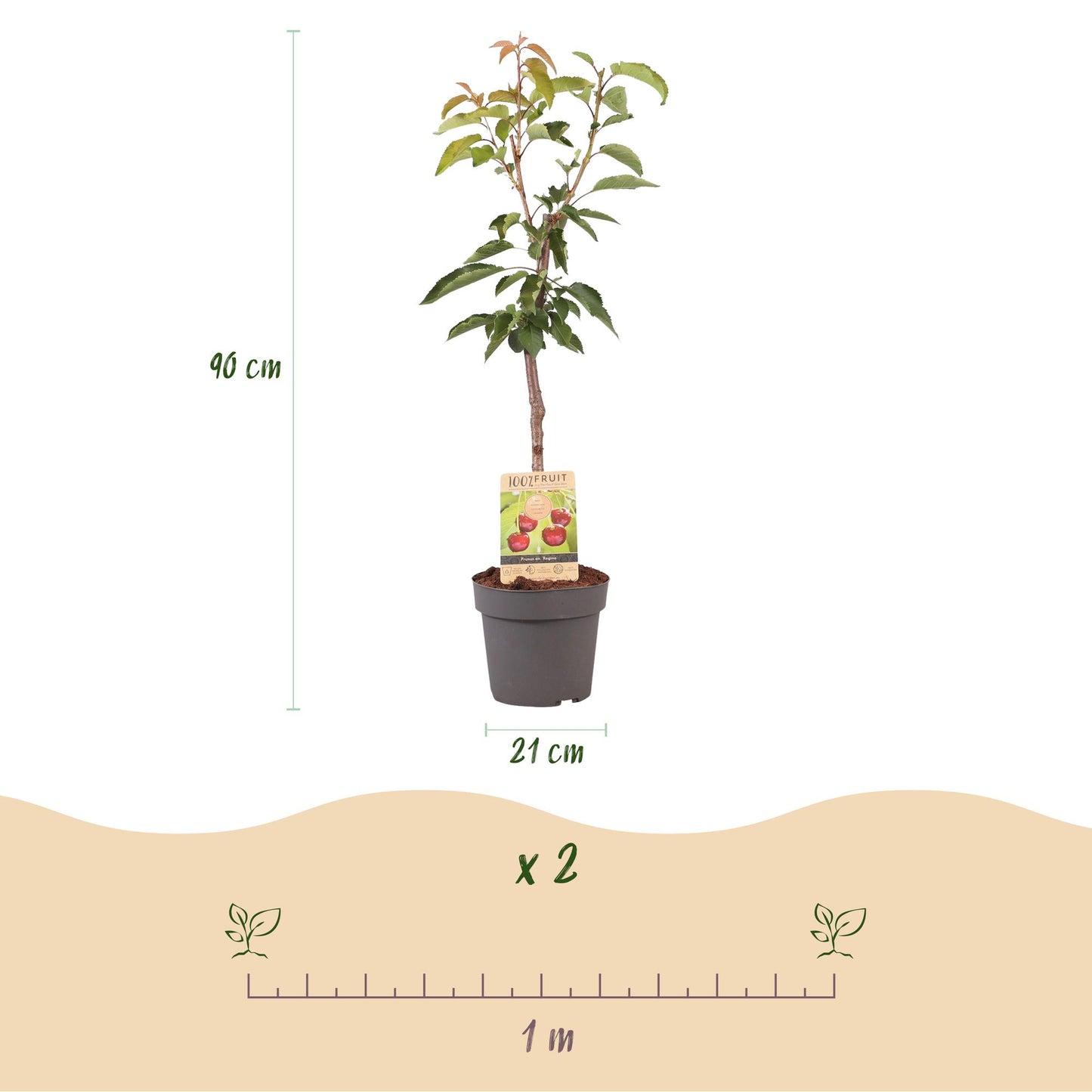 De Prunus avium ‘Regina’ is een zoete kersenboom die bekend staat om zijn late oogst, goede opbrengst en heerlijk donkerrode, sappige kersen. Dit ras is relatief ongevoelig voor barsten en scheuren bij nat weer