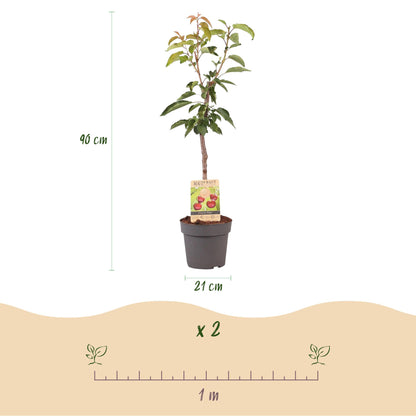 De Prunus avium ‘Regina’ is een zoete kersenboom die bekend staat om zijn late oogst, goede opbrengst en heerlijk donkerrode, sappige kersen. Dit ras is relatief ongevoelig voor barsten en scheuren bij nat weer