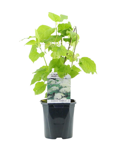 Pluim Hortensia - Hydrangea arborescens Annabelle 
