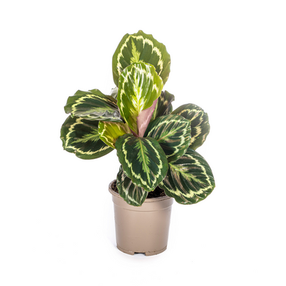 De Calathea is een prachtige plant met een unieke uitstraling en wordt ook wel de pauwenplant genoemd.
