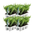 4 x 6 pack | Ilex crenata 'Jenny' Mix | Buitenplant | Japanse hulst - Planttoday
