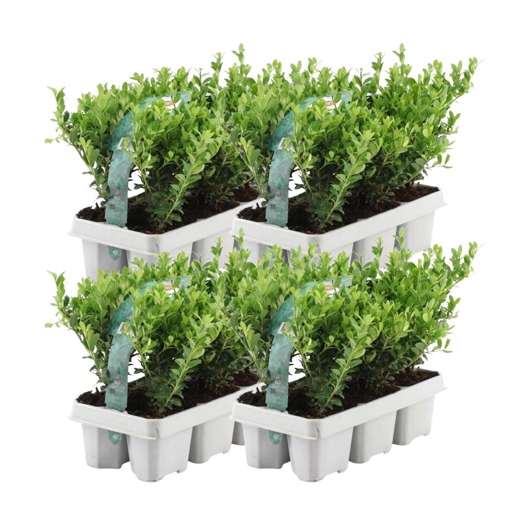 4 x 6 pack | Ilex crenata 'Jenny' Mix | Buitenplant | Japanse hulst