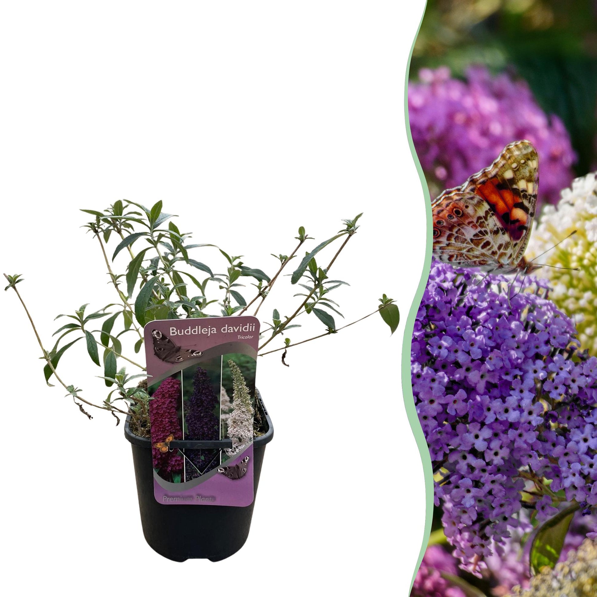 De Buddleja Davidii Tricolor is een van de kleinste soorten van de vlinderstruikfamilie. Deze struik groeit maximaal tot een hoogte van 150 centimeter. De plant bloeit met roze, paarse en witte pluimen en trekken in de zomer veel vlinders en bijen aan. Een zonnige plek in de tuin bevordert het vlinderbezoek nog meer.