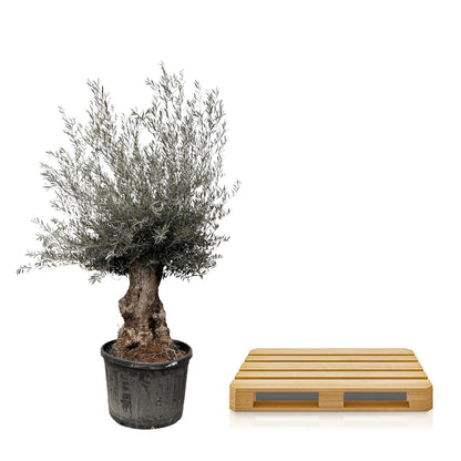 Olea Europaea Bonsai | Olijfboom | XXL