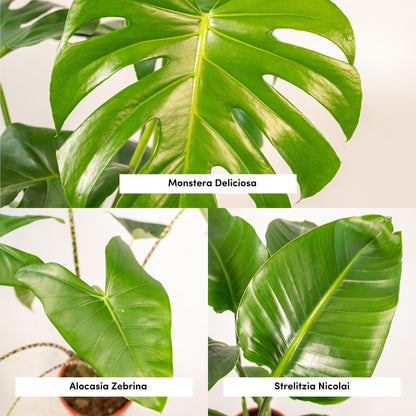 "Tropische kamerplantenmix met Monstera Deliciosa, Alocasia Zebrina en Strelitzia Nicolai – in potmaten Ø19-21 cm en hoogte tot 85 cm – vers geleverd met gratis verzending"


