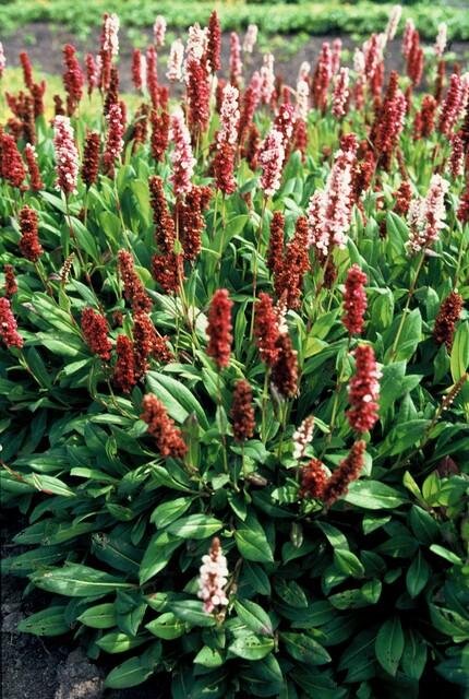 Persicaria aff. 'Darjeeling Red' - Tuinplant