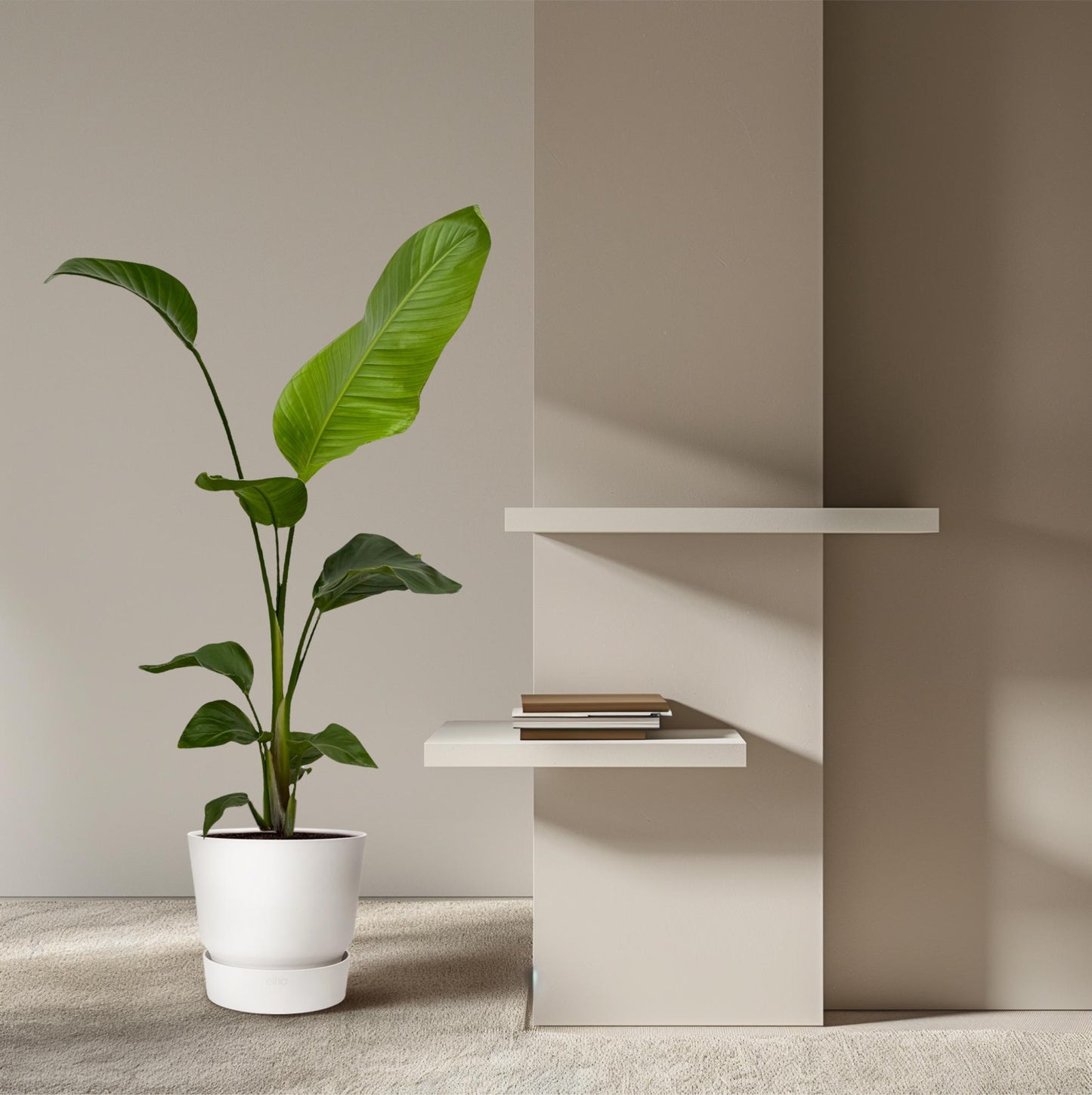 2x Strelitzia Nicolai | Kamerplant