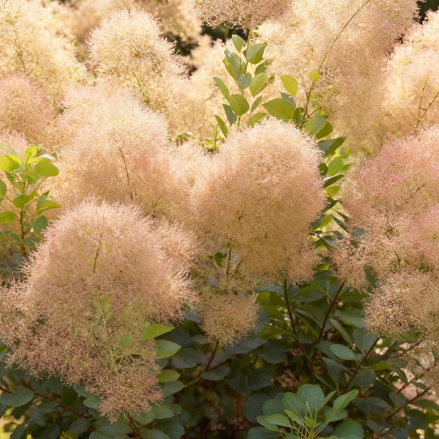 3 x Tuinplant | Cotinus coggyria Young Lady