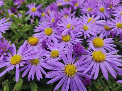 “Aster D Prof. Anton Kippenberg herfstaster met paarse bloemen in kweekpot Ø9cm, hoogte 10-25cm, tuinplant voor borders, potten, snijbloemen en vlinders”