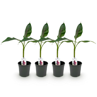 Banane rustique avec feuilles rayées vertes et rouges