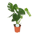Monstera Monkey Leaf (Adansonii) met kenmerkende bladeren vol gaten – potmaat Ø17 cm, hoogte 55 cm – geleverd in kweekpot, direct van de kweker