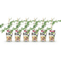6 x Fruitplanten | Groenblijvende Braam | Rubus Thornless Evergreen | Winterhard