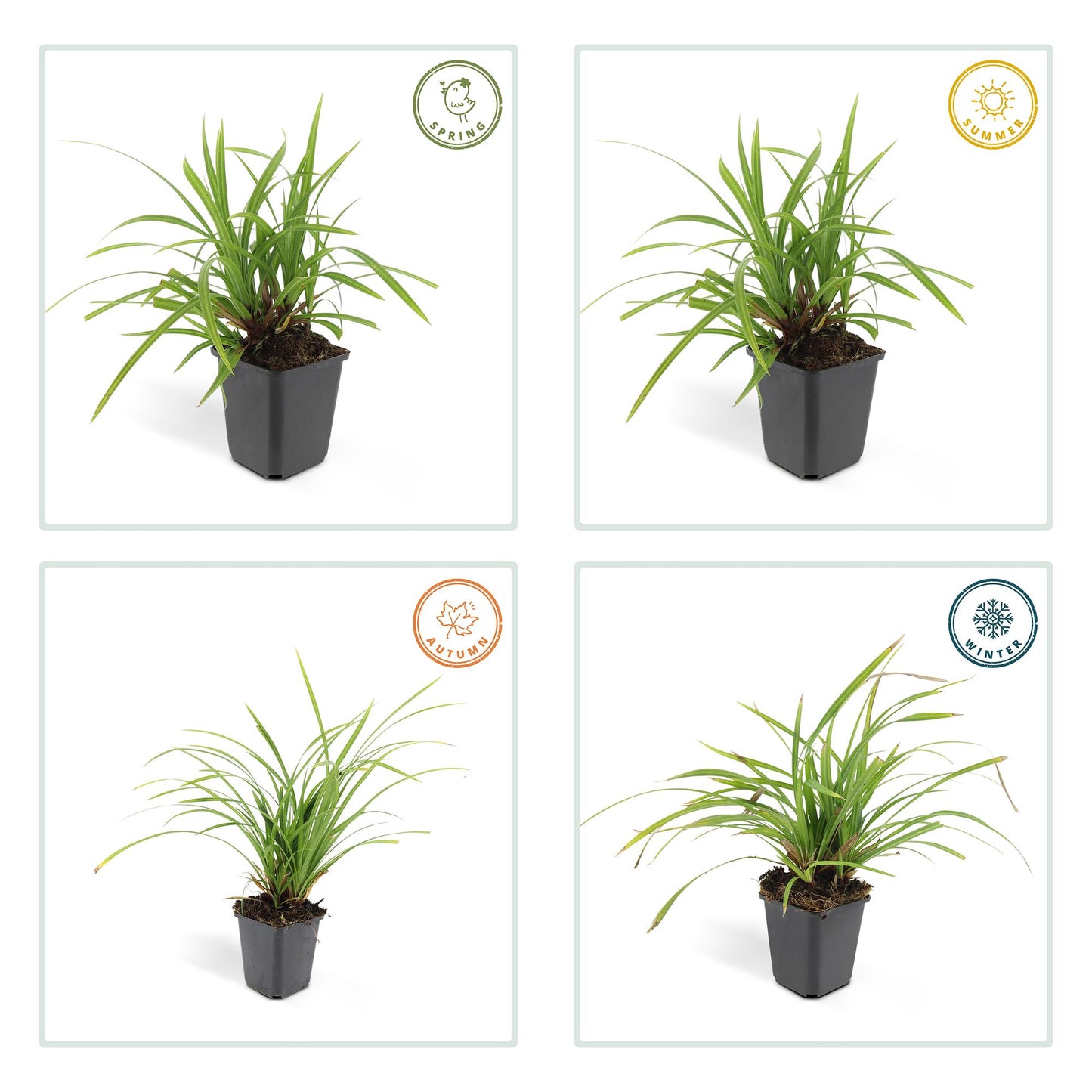 Wintergroene Carex morrowii – sterke bodembedekker voor schaduwplekken
