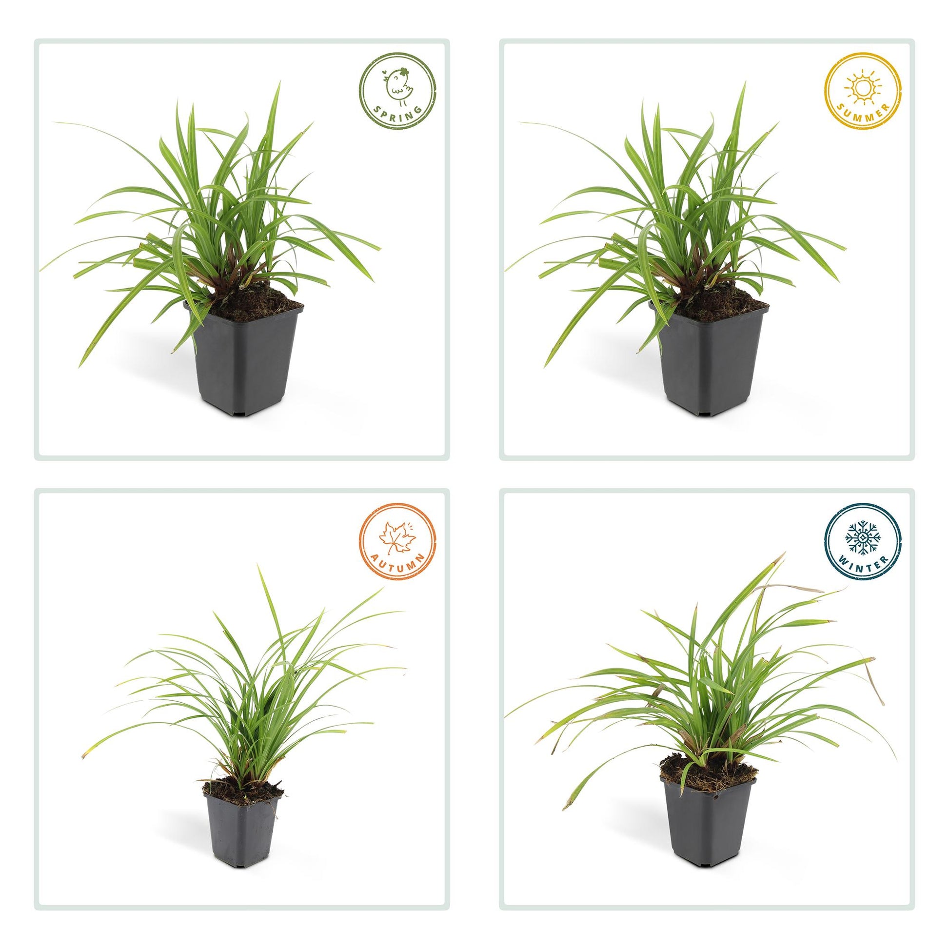 Wintergroene Carex morrowii – sterke bodembedekker voor schaduwplekken