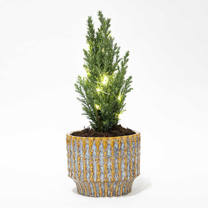 Kerstboom 'Ellwoodii' | Pot Echo met verlichting