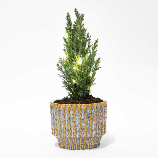 Kerstboom 'Ellwoodii' | Pot Echo met verlichting