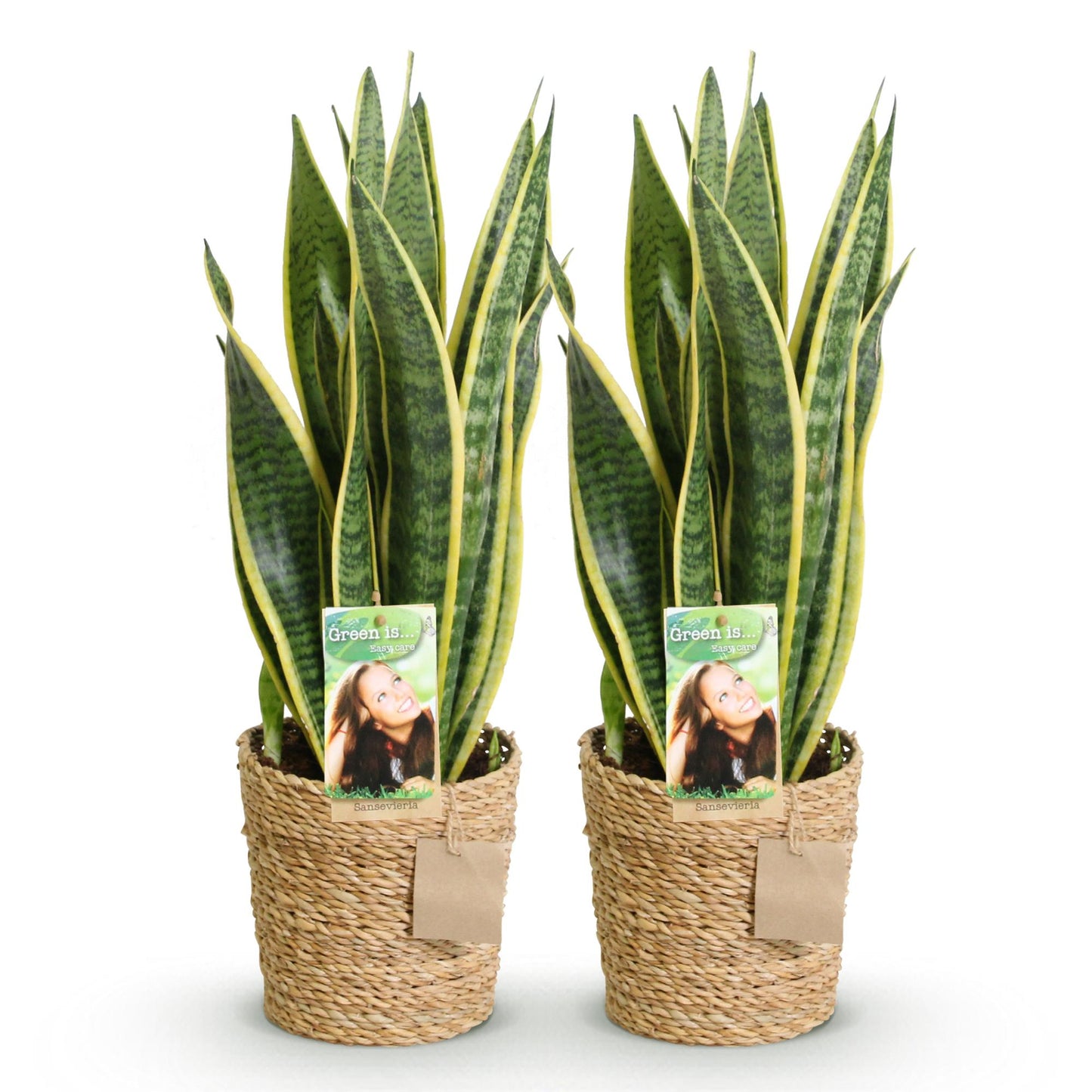 Twee sansevieria Laurentii met groen-gele bladeren voor binnen. Intratuin
