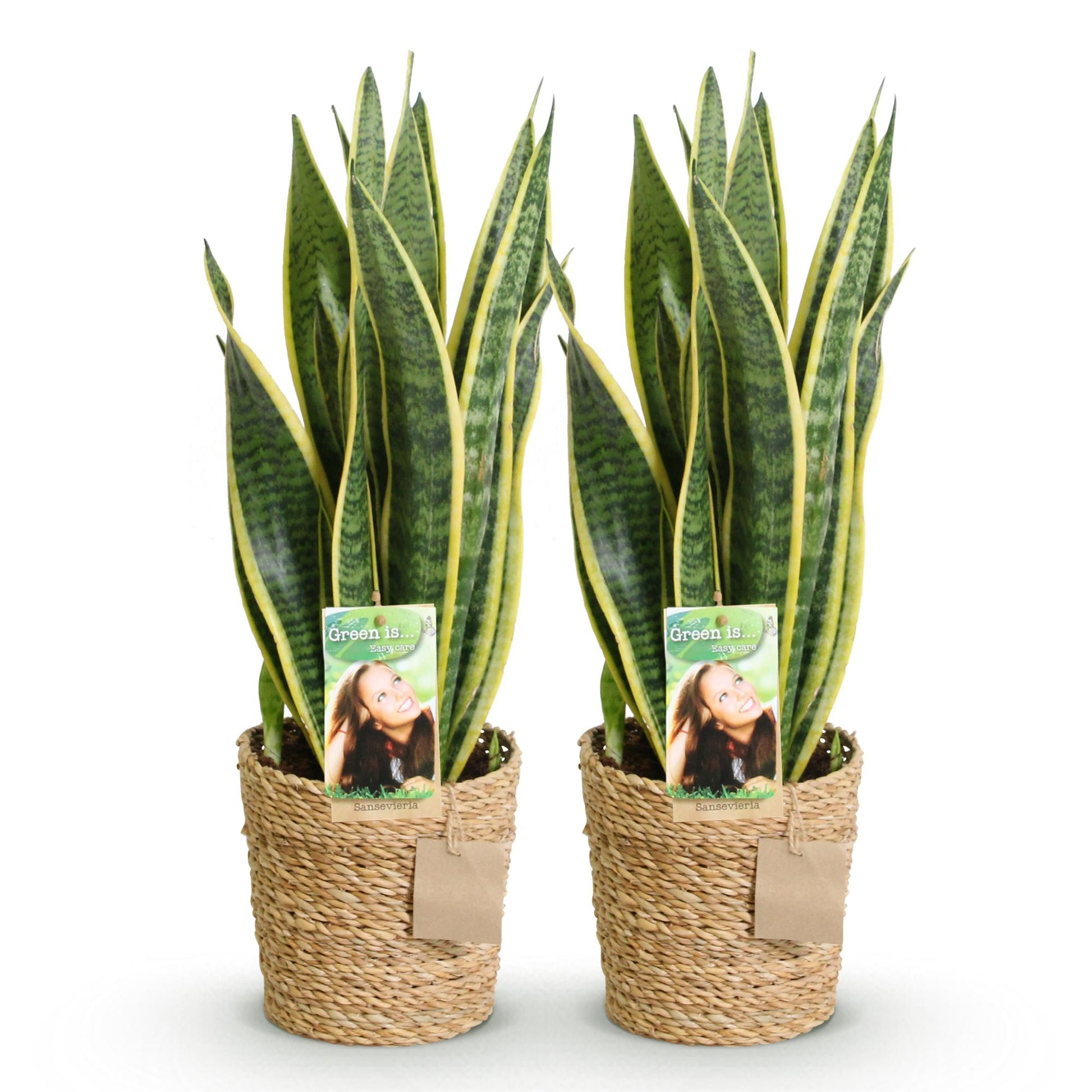 Twee sansevieria Laurentii met groen-gele bladeren voor binnen. Intratuin