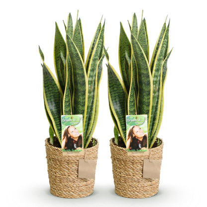 Twee sansevieria Laurentii met groen-gele bladeren voor binnen. Intratuin