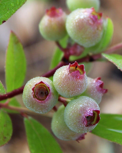 2 x Fruitplant | Vaccinium cor. Pink Lemonade | Roze Bosbes