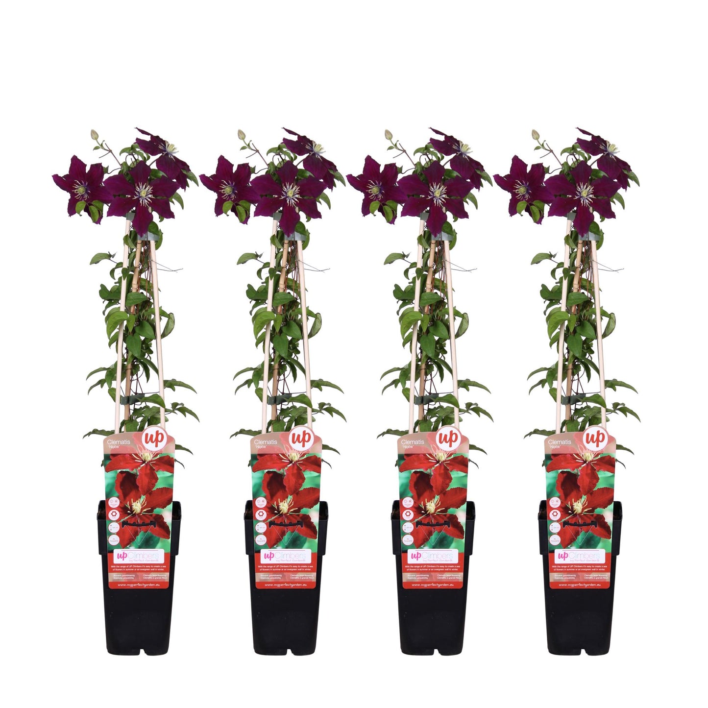 4x - Clematis Niobe - ↨65cm - Ø15 - Kletterpflanze