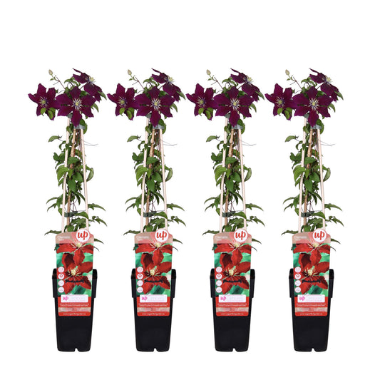 4x - Clematis Niobe - ↨65cm - Ø15  - Klimplant