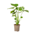 Monstera Deliciosa Tauerii | Kamerplant | Gatenplant