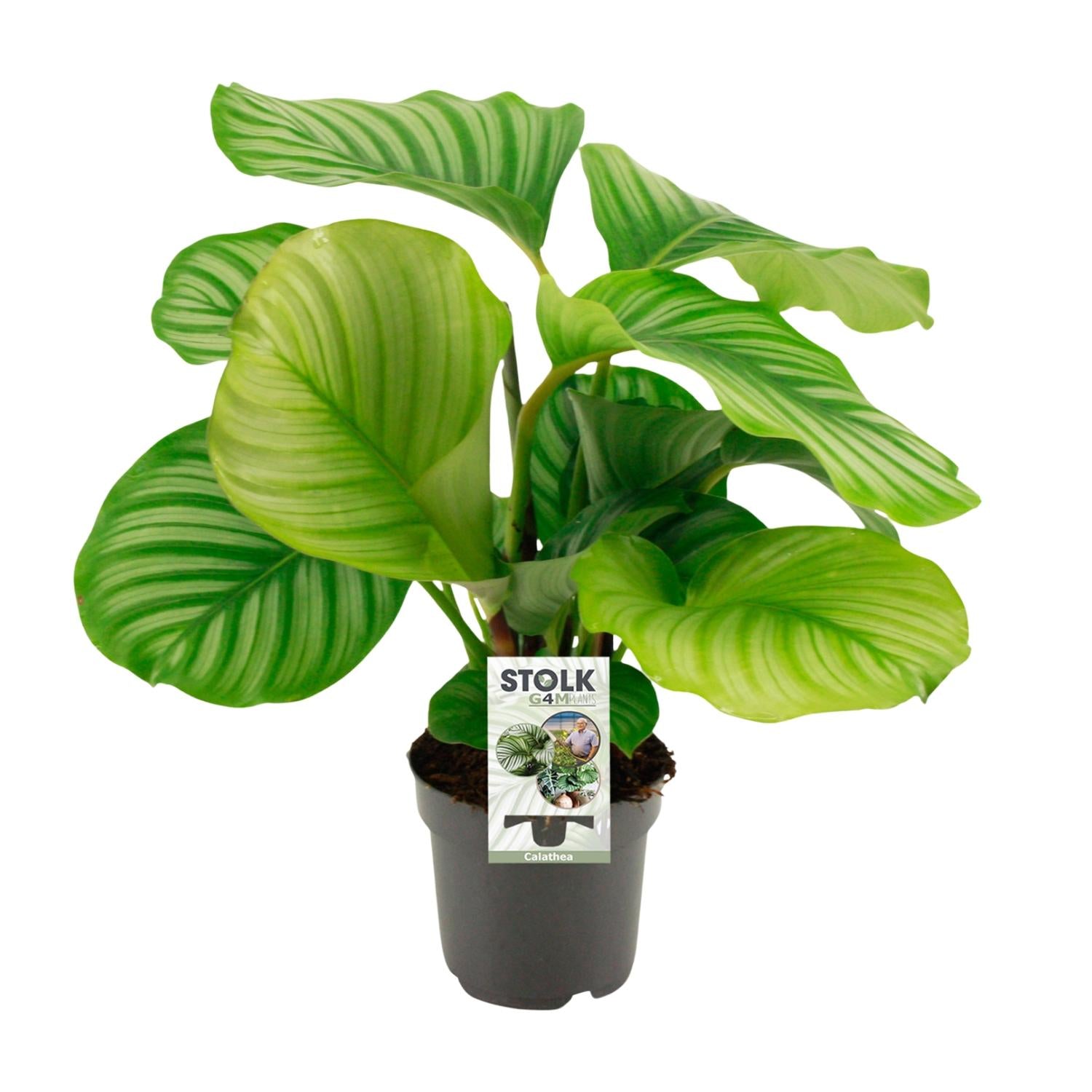 Calathea Orbifolia kamerplant – Ø14 cm – ↕50 cm met opvallend groen blad
