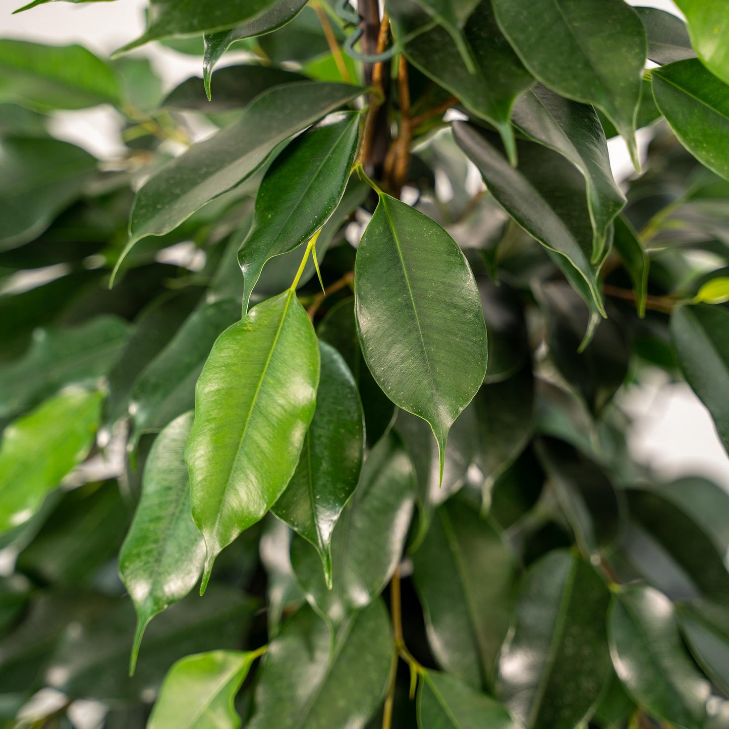 Ficus benjamina Danielle | Houseplant with Pot Mayk Gold