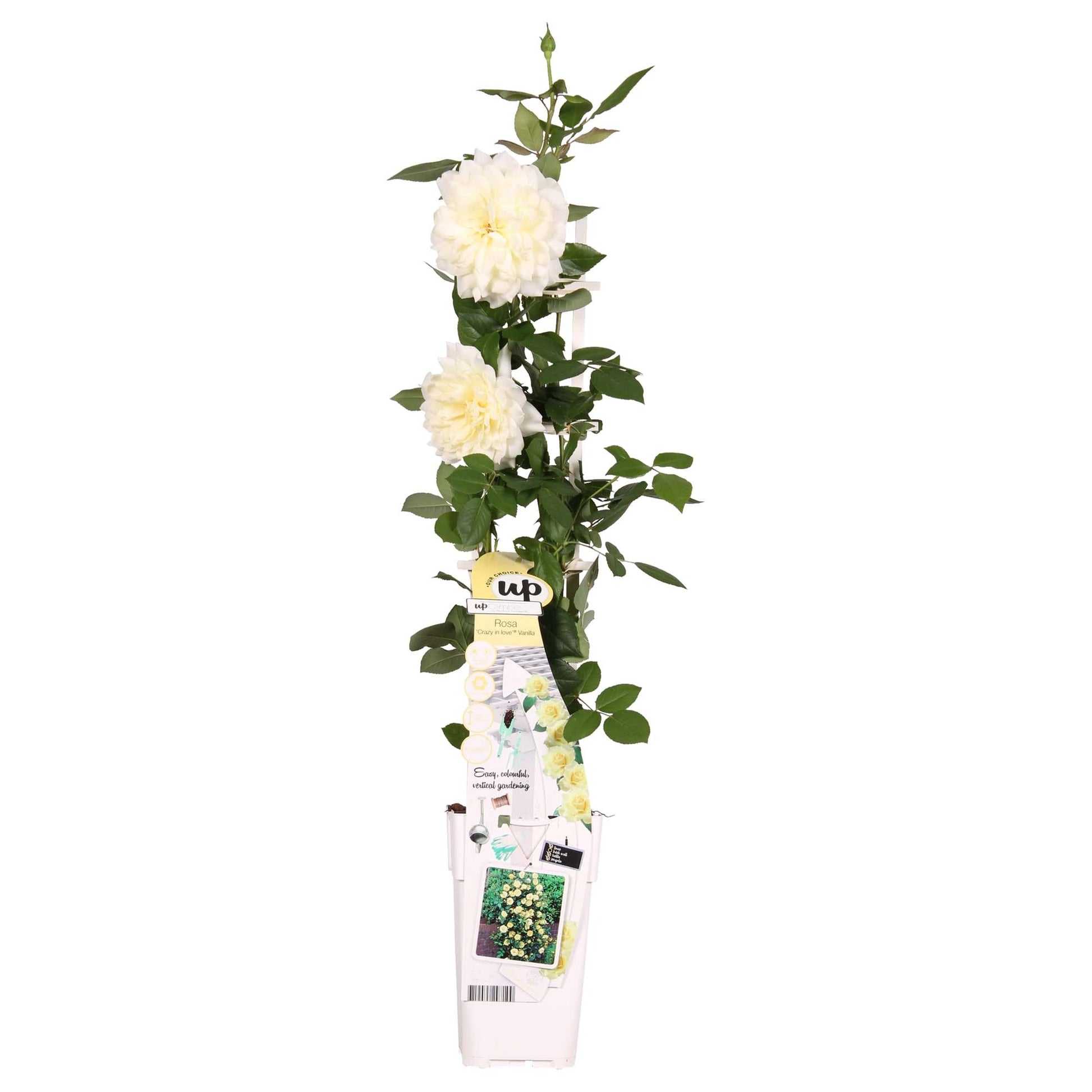 Rosa Crazy in Love ‘Vanilla’ – crèmewitte klimroos in pot Ø15cm, hoogte 65cm – bloeit van juni tot vorst met glanzend groen blad.