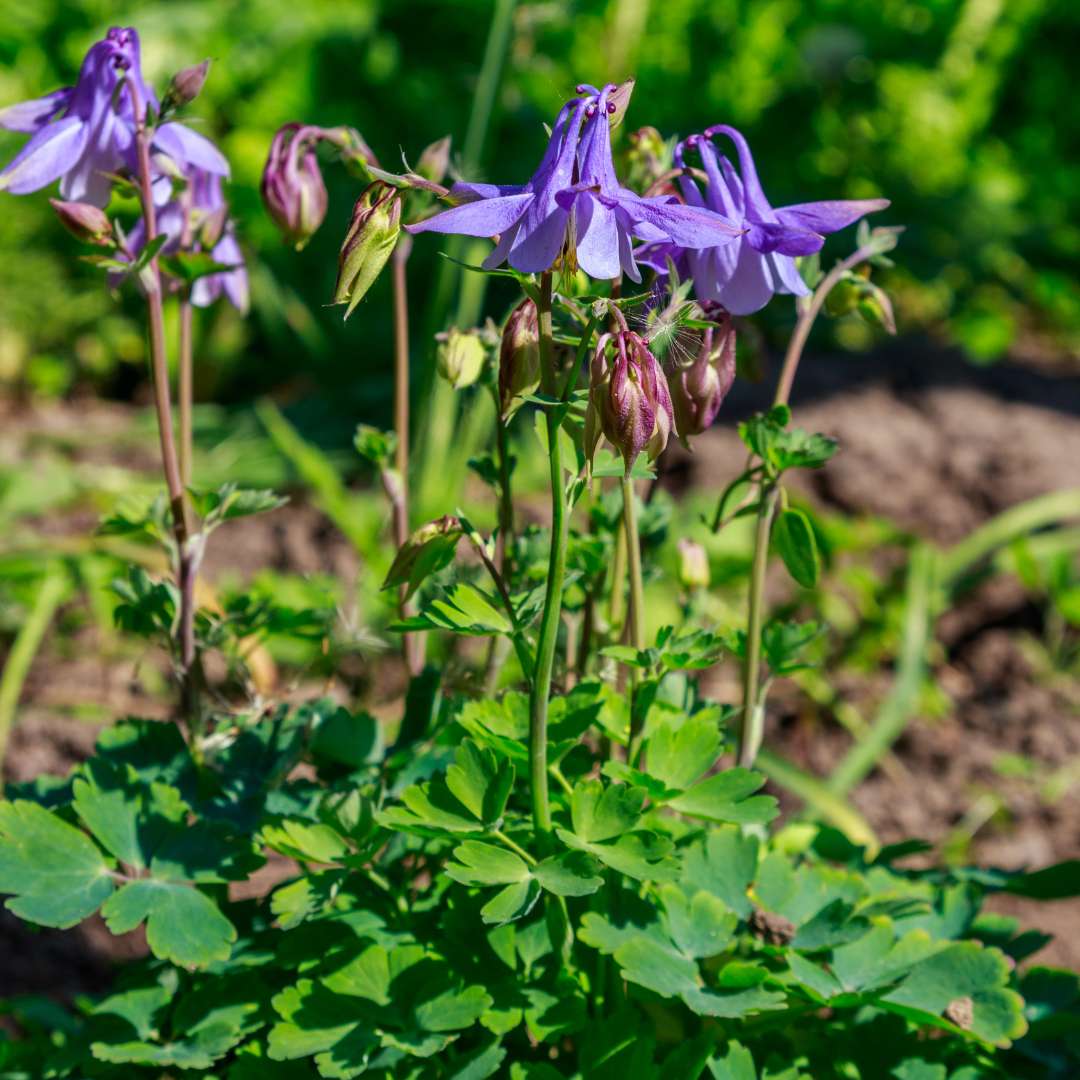 Sierlijke vaste plant met kleurrijke bloemen voor borders