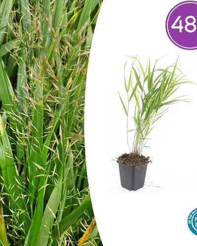 Groen Japans bosgras voor schaduwtuinen.