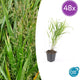 48x Hakonechloa macra | Tuin | Japans Bosgras