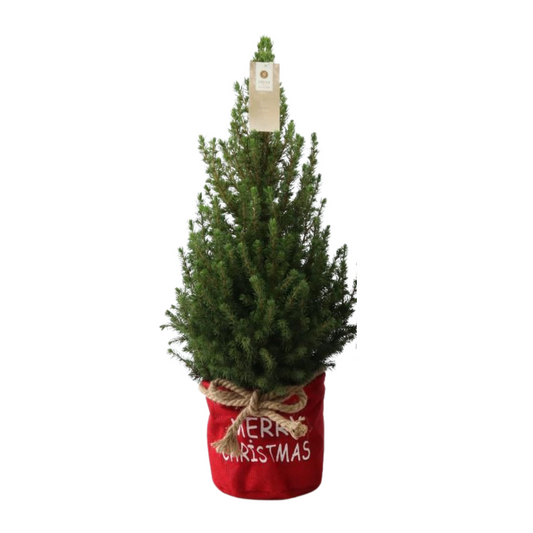 Kleine Kerstboom in Xmas Bag red | Picea Glauca Conica