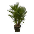 Chamaerops Humilis Multi Stam | Binnen en Buiten | Europese Dwergpalm | XXL - Planttoday