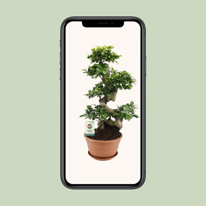 Ficus Ginseng | Bonsai kamerplant